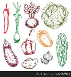Vector sketches of farm vegetables with cabbage and spring onion, chilli and bell peppers, garlic and eggplant, potato and beet, chinese cabbage. Retro stylized menu, recipe book themes. Color farm and garden vegetables sketches