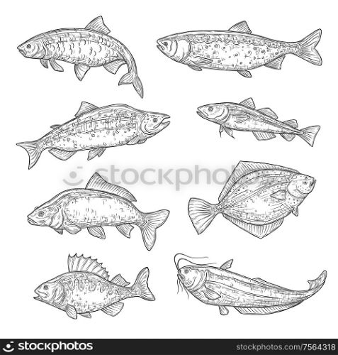 Vector sketches of sea and ocean fish animal. Salmon, tuna and perch, carp, trout and flounder, sheatfish, navaga and herring isolated fish sketch, sport or fish market theme. Fish sketches of salmon, carp, tuna and sheatfish