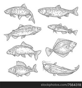 Vector sketches of sea and ocean fish animal. Salmon, tuna and perch, carp, trout and flounder, sheatfish, navaga and herring isolated fish sketch, sport or fish market theme. Fish sketches of salmon, carp, tuna and sheatfish