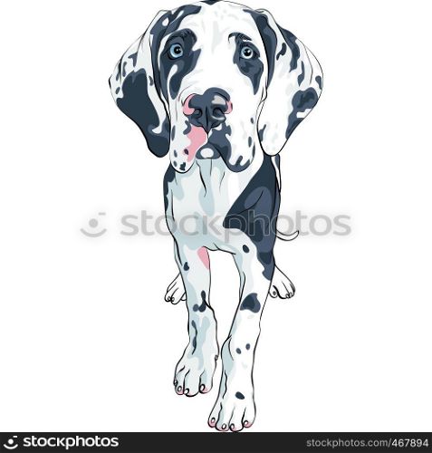 Vector spotted dog Harlequin Great Dane Puppy. vector spotted dog Great Dane breed