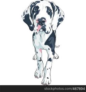 Vector spotted dog Harlequin Great Dane Puppy. vector spotted dog Great Dane breed