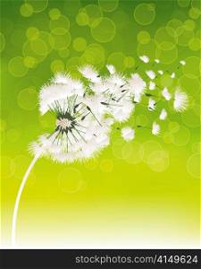 vector spring background with dandelion