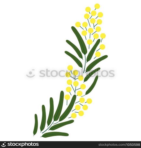 Vector spring beautiful blossoming Mimosa branch illustrations. Spring beautiful blossoming Mimosa branch. Vector illustrations