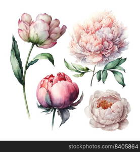 Vector stock flower illustration, Pink peony on a white background. Watercolor style. Vector flower illustration, Pink peony set on a white background. Watercolor style