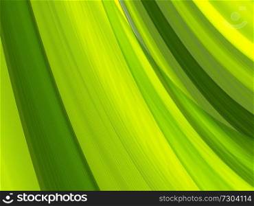 Vector striped lines. EPS10 with transparency. Abstract composition with curve lines. Striped lines for ecology theme background. Abstract leaf, macro. . abstract background, vector