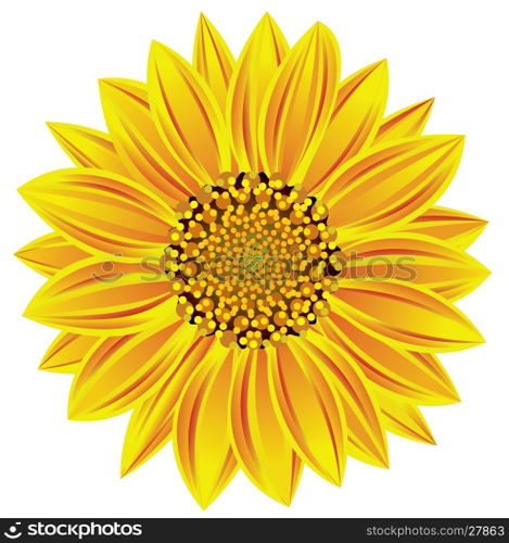 vector sunflower
