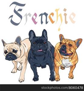 Vector three Black Masked Fawn, brindle and tan dogs French Bulldog breed