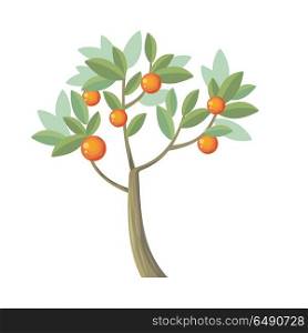 Vector Tree. Orange Isolated on White. Vector. Vector tree. Orange isolated on white. Citrus trees belong to single genus Citrus and remain entirely interfertile. Includes grapefruits, lemons, limes. Part of series of different trees. Vector