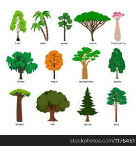 Vector trees. Forest tree set with titles, birch and oak, pine and baobab, acacia and spruce vector illustration isolated on white background. Vector trees. Forest tree set with titles, birch and oak, pine and baobab, acacia and spruce vector