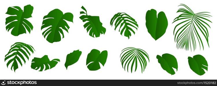 vector tropical green leaves plant set