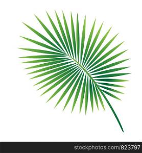Vector tropical palm leaf isolated on white background