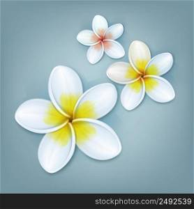 Vector tropical plant Plumeria or Frangipani flowers isolated on blue background. White Plumeria flowers