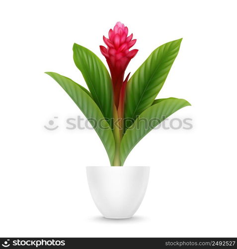 Vector tropical plant Red Ginger flower or Alpinia Purpurata in pot isolated on white background. Red Ginger in pot