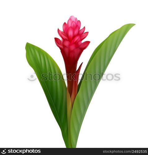 Vector tropical plant Red Ginger flower or Alpinia Purpurata isolated on white background. Red Ginger flower