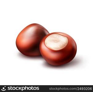 Vector two realistic horse chestnuts close up side view isolated on white background. Two horse chestnuts