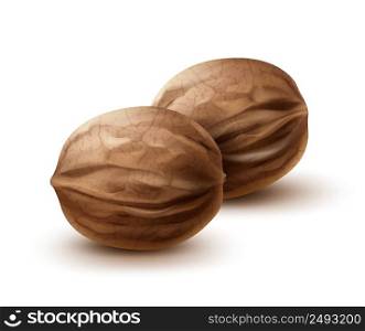 Vector two whole walnuts close up side view isolated on white background. Two whole walnuts