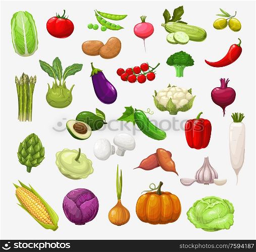 Vector vegetables and salads. Tomato, pepper and broccoli, onion and pea, cabbage and zucchini, chilli, garlic and radish, cauliflower, mushroom and pumpkin, corn, olives, eggplant and avocado. Vector isolated vegetables and salads