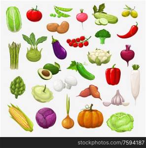 Vector vegetables and salads. Tomato, pepper and broccoli, onion and pea, cabbage and zucchini, chilli, garlic and radish, cauliflower, mushroom and pumpkin, corn, olives, eggplant and avocado. Vector isolated vegetables and salads