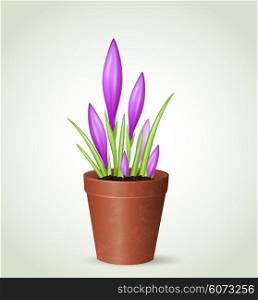 Vector violet crocuses in flower pot