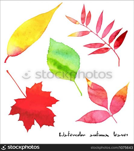 Vector watercolor autumn leaves collection