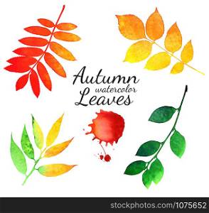 Vector watercolor autumn leaves collection
