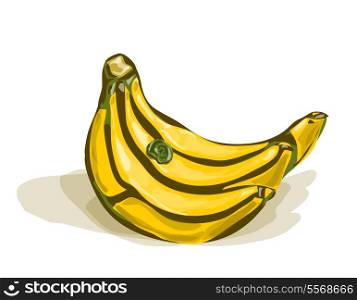 Vector watercolor bunch of bananas with shadows on white isolated