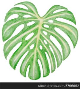 Vector watercolor green leaf for design