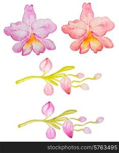Vector watercolor hand drawn pink and red orchids