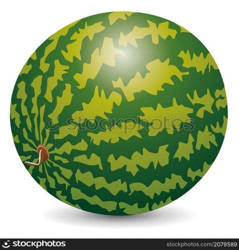 vector watermelon