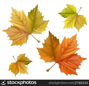 Vector. Yellow maple leaves.