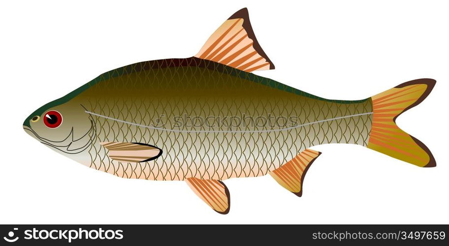Vectors roach