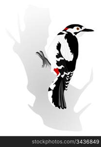 Vectors woodpecker