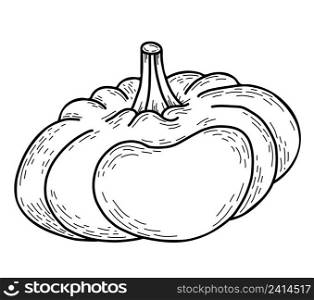 Vegetable. Big pumpkin. Vector illustration. Linear hand drawn autumn Vegetable, outline for design and decor, for recipe and menu design
