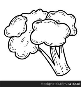 Vegetable. Cauliflower head of kale Vegetable. Vector illustration. Line drawing in hand doodle style, outline