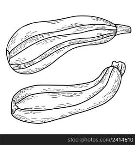 Vegetable culture marrow. Beautiful oblong fruit striped zucchini. Vector illustration. Linear hand drawing in doodle style, outline for design, decor and decoration