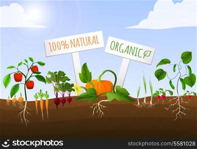 Vegetable food garden poster of natural organic carrot pepper onion cucumber planted in the ground vector illustration