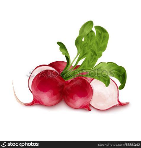 Vegetable organic food realistic fresh radish isolated on white background vector illustration.