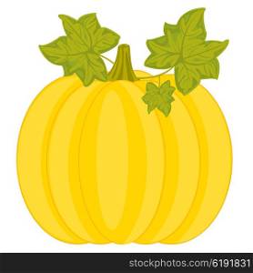 Vegetable pumpkin on white background is insulated