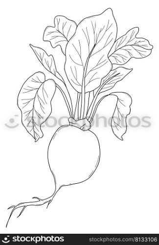 Vegetable root. Beetroot with leaves. Harvest. Vector illustration. Linear hand drawing, outline