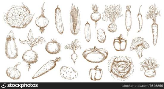 Vegetable vector sketches of farm veggies. Isolated food objects of carrots, tomato, peppers and onion, cabbage, radishes and garlic, corn, cauliflower, eggplant, potatoes and celery, kohlrabi, beets. Vegetable isolated sketches of farm veggie food