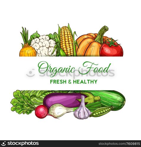 Vegetables and farm veggies, natural food and grocery store vector poster. Vegetarian corn, cauliflower and napa cabbage, zucchini squash, garlic and onion, pumpkin, eggplant and radish. Vegetables, green veggies food, farm grocery