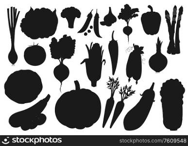 Vegetables and farm veggies, vector silhouette icons. Organic vegetarian food cabbage, pumpkin, tomato and cucumber, cauliflower and broccoli, onion and garlic, asparagus and beetroot. Silhouette icons of organic farm vegetables