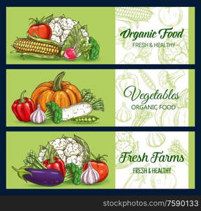 Vegetables and farm veggies, vector sketch banners of market and grocery store. Cauliflower and broccoli cabbage sketch, tomato and garlic, corn, pepper, radish and asparagus, eggplant and pumpkin. Farm food vegetables, green sketch banners