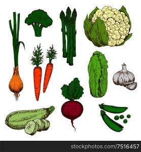 Vegetables color sketches for agriculture design with green onion, carrot, broccoli and zucchini, green pea and cauliflower, beet and garlic, chinese cabbage and asparagus. Farm vegetables retro color sketches