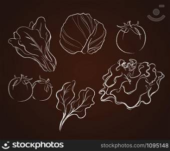 vegetables drawing vector illustration