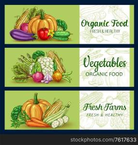 Vegetables, farm food sketch banners of vector garden veggies. Fresh carrot, tomato, onion and garlic, broccoli, zucchini, asparagus and cauliflower, eggplant, green pea and cucumber, corn and pumpkin. Vegetable sketch banners of farm and garden food