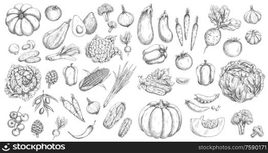 Vegetables, farm food vector isolated sketches. Tomato and pepper, carrot and cabbage, onion, garlic, chilli and broccoli, cucumber, pea and pumpkin, mushroom and radish, eggplant, olives and avocado. Vegetables vector sketches, garden veggies