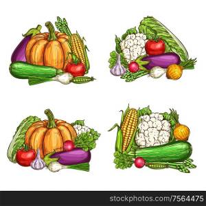 Vegetables, healthy vegetarian food, farm vector veggies. Natural broccoli eggplant, corn and cauliflower, chinese cabbage, pumpkin and garlic, tomato and pea, onion and radish, asparagus and zucchini. Natural farm vegetables harvest, vector