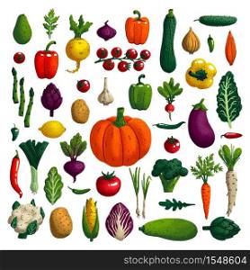 Vegetables set. Variety of decorative vegetables with grain texture isolated on white. Collection farm product for restaurant menu, market label. Vector illustration. Vegetables set. Variety of decorative vegetables with grain texture isolated on white. Collection farm product for restaurant menu, market label. Vector illustration.
