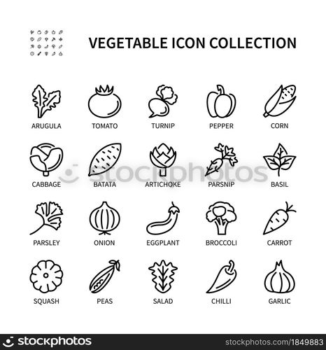 Vegetables, simple set of vector linear icons. Healthy food. Garlic, tomato, onion, chilli, basil, corn, peas and more. Isolated collection of vegetables icons for web sites on white background.. Vegetables, simple set of vector linear icons. Isolated collection of vegetables icons. Vector symbol set of Healthy food.